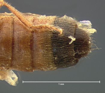 Media type: image;   Entomology 6284 Aspect: abdomen ventral view